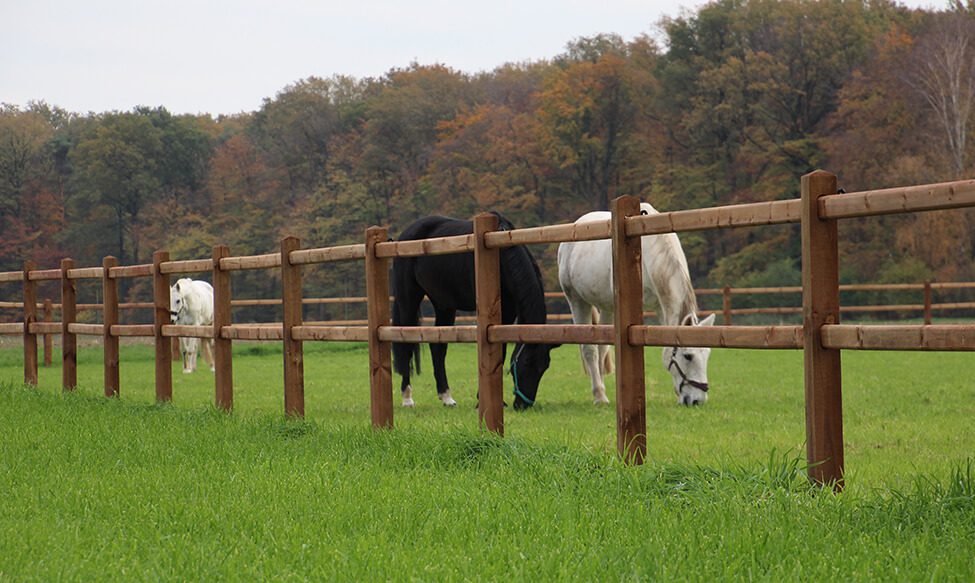 Referentie - Luxe paardenomheining