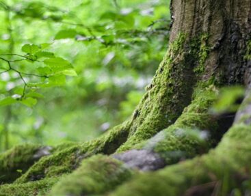 En positiv bidrag till klimatet | Rutjes Stallinredning planterar träd