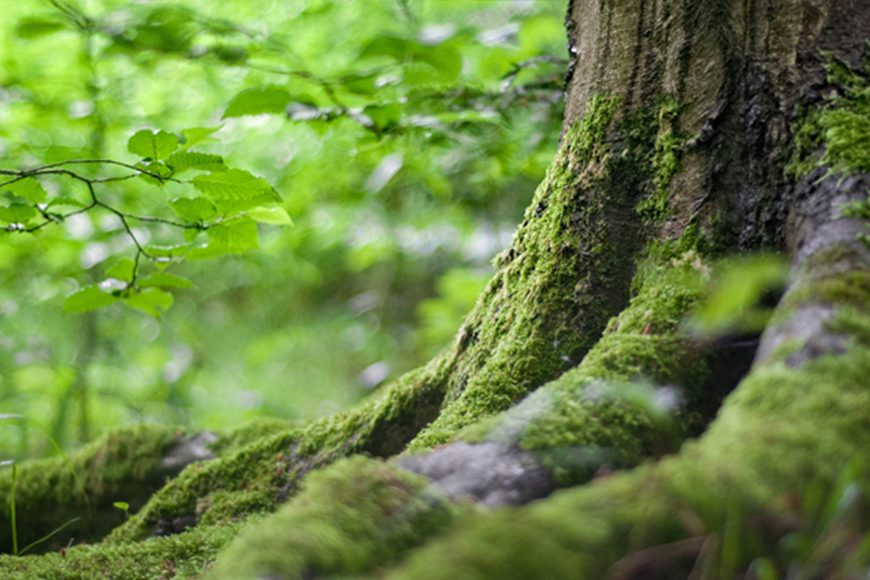 En positiv bidrag till klimatet | Rutjes Stallinredning planterar träd